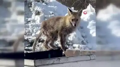 Aç Tilki, Erzurum Çöp Konteynerinde Yiyecek Arayışında!