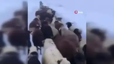 Kar Fırtınasında Mahsur Kalan Çoban Kurtarıldı