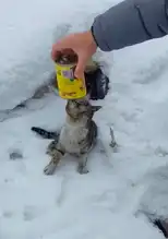 Erzurum'da Başına Konserve Kutusu Geçen Kedi Kurtarıldı