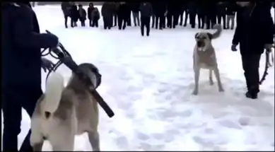 Erzurum'da Köpek Dövüşü Operasyonu: 2 Gözaltı
