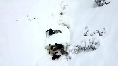 Doğu Anadolu'da Çığ Felaketi: Yüzlerce Koyun Kayıp!
