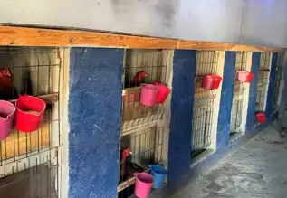 Uzundere'de Horoz Dövüşü: 3 Kişiye 31 Bin TL Ceza