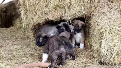 Oltu'da Kuyruksuz Kangal Yavruları Şaşırttı