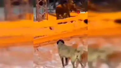 Aşkale Köyünde Ayı Panığı!