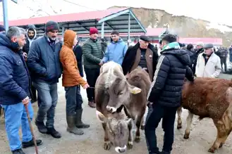 Oltu Hayvan Pazarı Tekrar Açıldı!