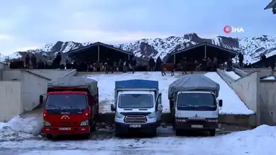 Oltu Hayvan Pazarı Tekrar Açıldı!