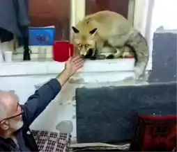 Oltu Köyünde Kış Eğlencesine Tilki Konuğu