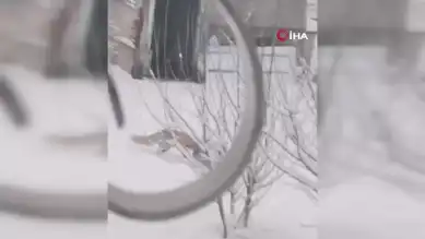 Doğu Anadolu'da Kar Keyfi: Tilkiler Şehre İndi!
