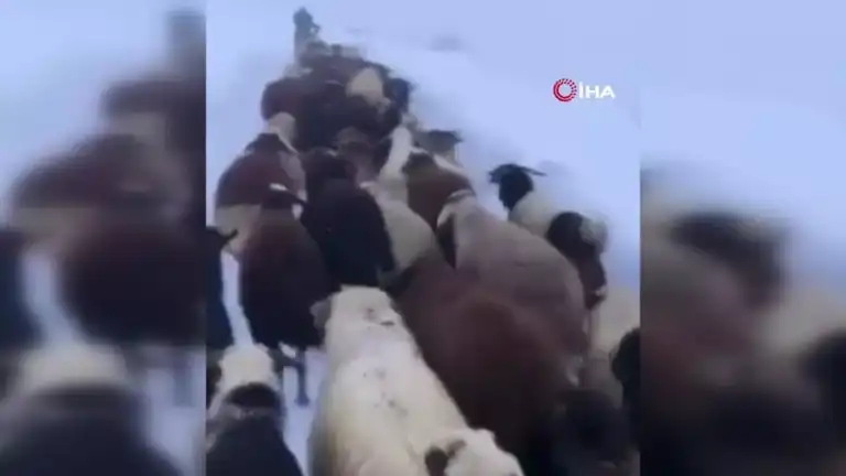 Kar Fırtınasında Mahsur Kalan Çoban Kurtarıldı