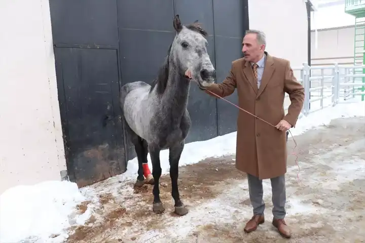 Doğu Anadolu'da Sokak Ortasında Kalan Atın Hikayesi