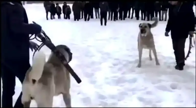 Erzurum'da Köpek Dövüşü Operasyonu: 2 Gözaltı