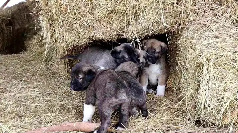 Oltu'da Kuyruksuz Kangal Yavruları Şaşırttı