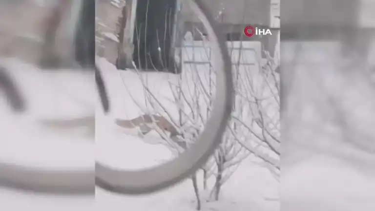 Doğu Anadolu'da Kar Keyfi: Tilkiler Şehre İndi!